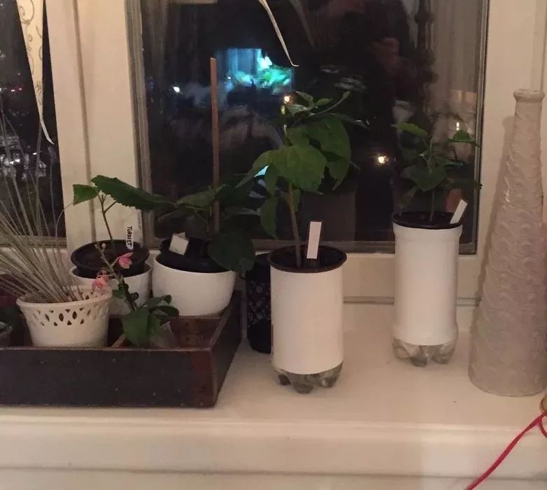 汽水瓶做花盆大全,油瓶自制懒人花盆自动吸水