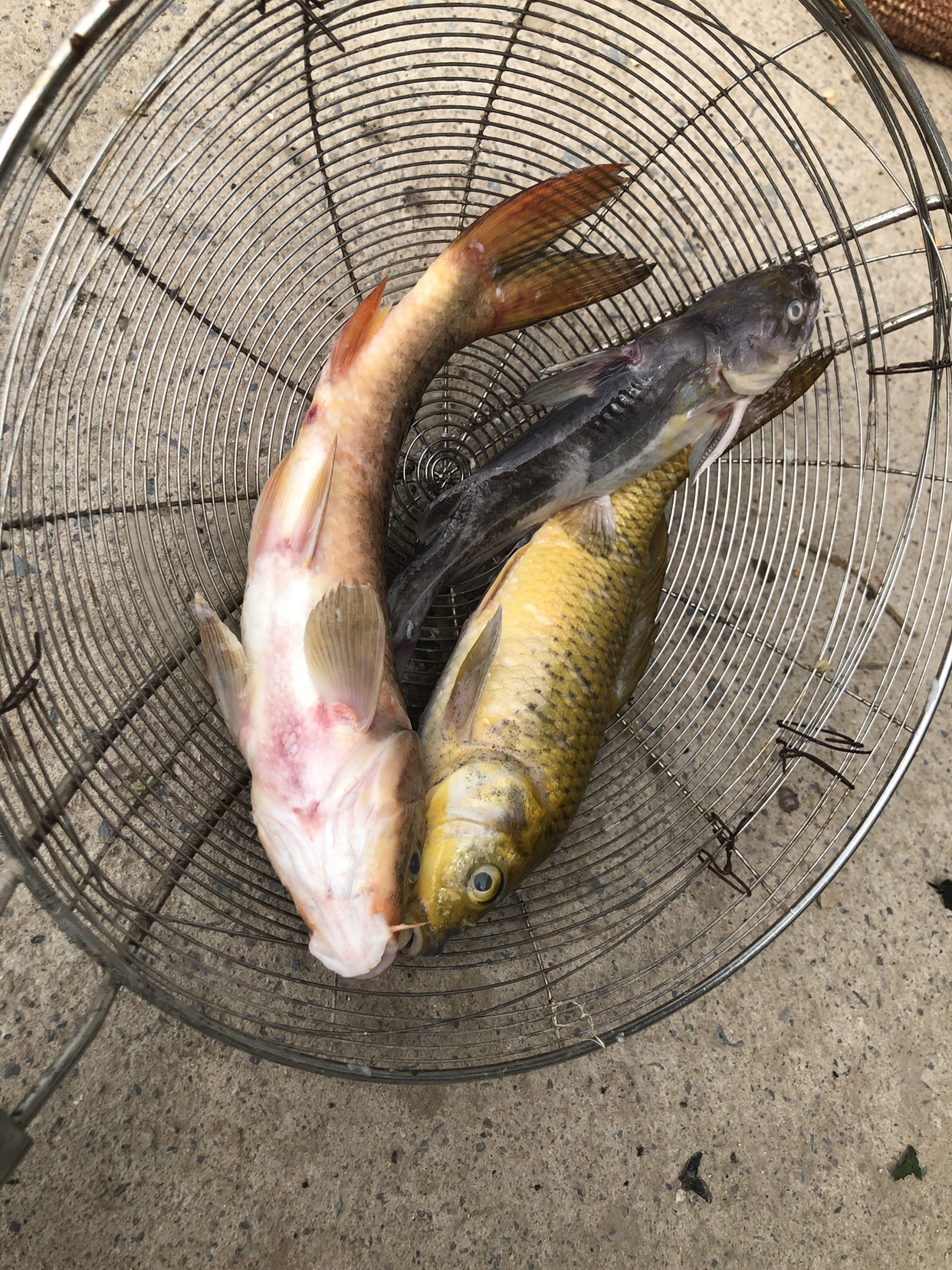 观赏鱼体表溃烂如何用药,观赏鱼体表大量粘液怎么办