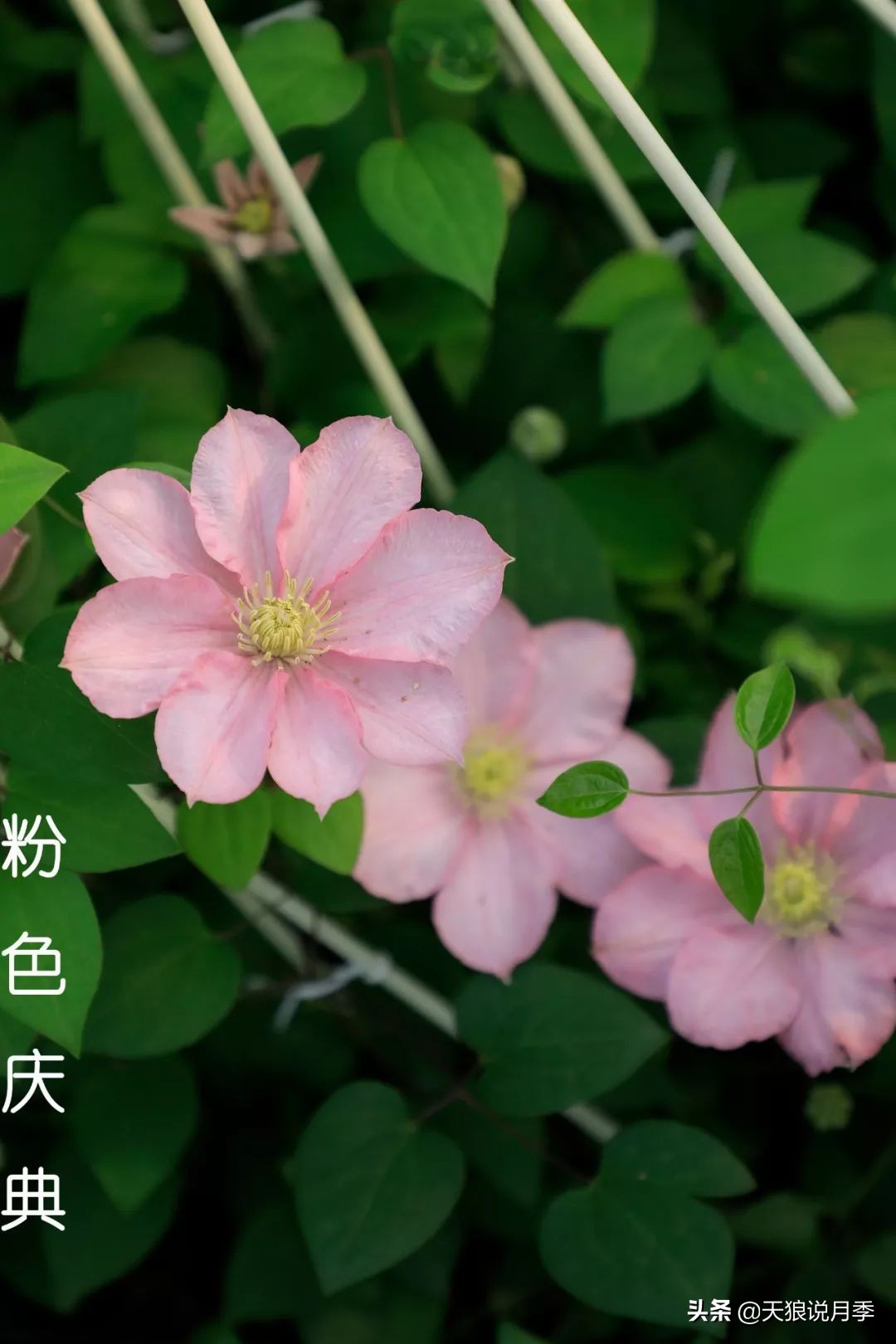 10元3棵铁线莲苗多色,铁线莲苗圃视频