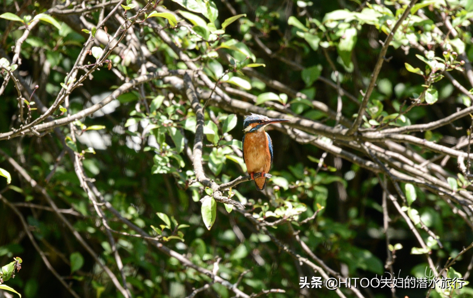 先有黑水祠，再有昆明城，来黑龙潭看奇景异木|自驾游记4