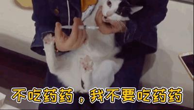 演技爆表!为了不吃药这猫学会了螃蟹的技能