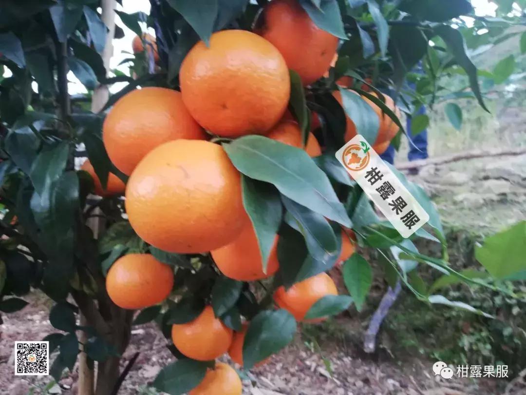 开春有什么好方法,开春除虫