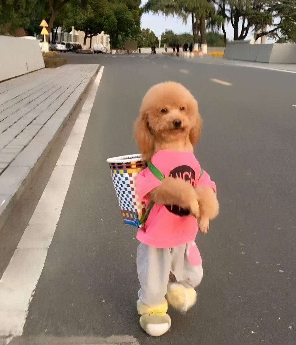 泰迪一般都有什么表现,泰迪的6个表现