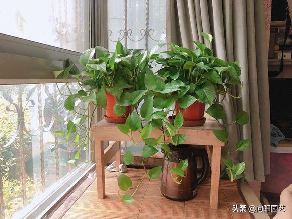 绿萝叶子尖发黑发黄怎么办,绿萝根部发黑叶子变黄怎么养