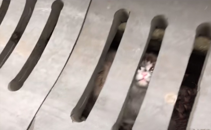 下水道里的猫,向好心人招手,从此改变了猫生