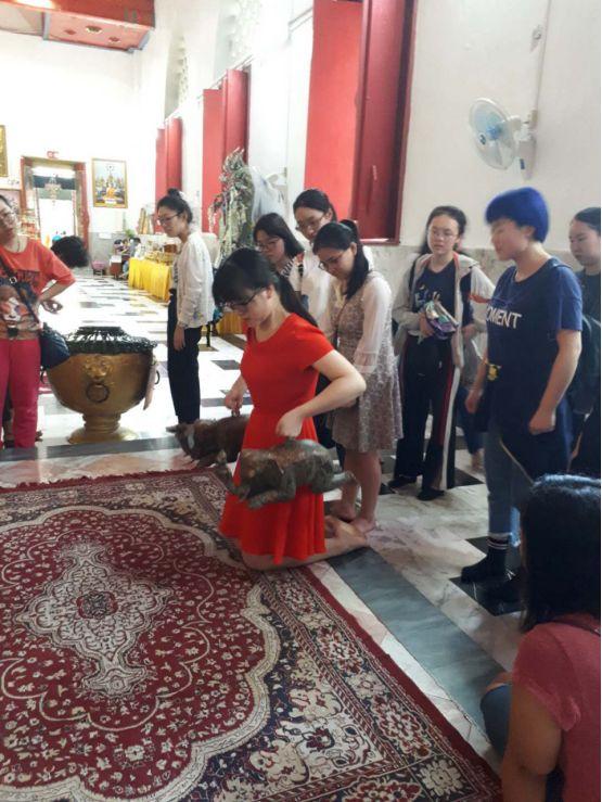 清迈大象义工,清迈大象救助营