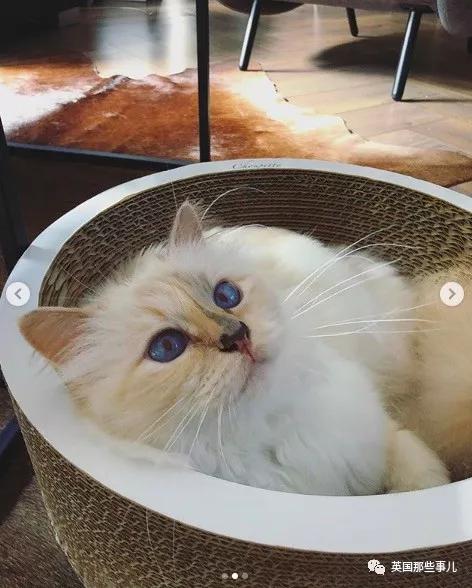 老佛爷的猫继承多少遗产,老佛爷去世后财产留给了一只猫