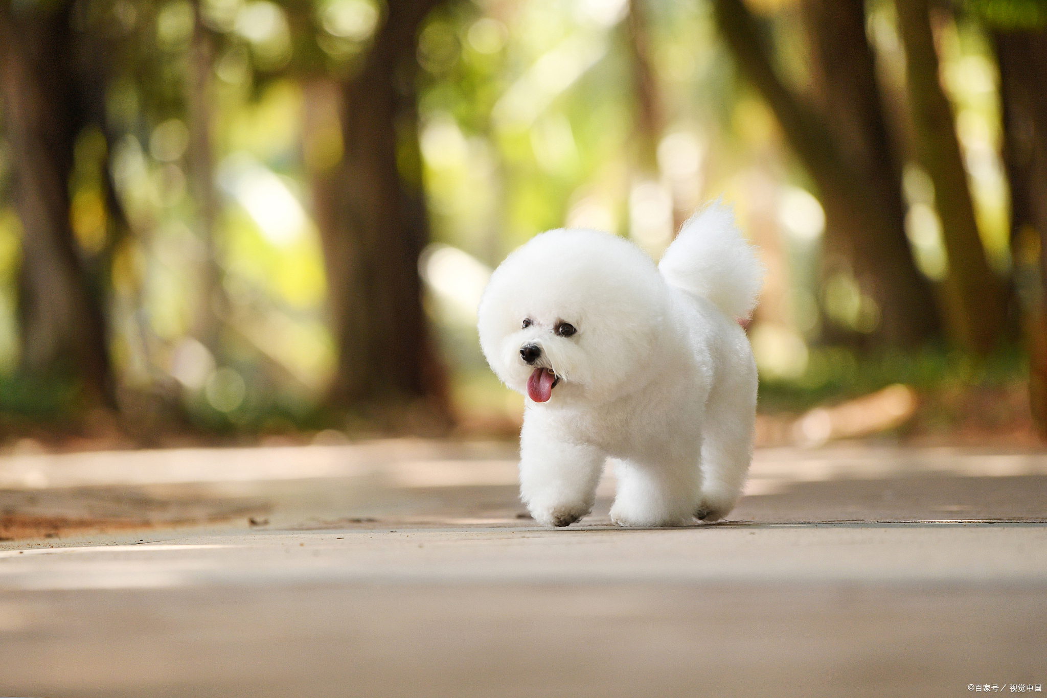 比熊该怎么正确的养,大型比熊要怎么喂狗粮