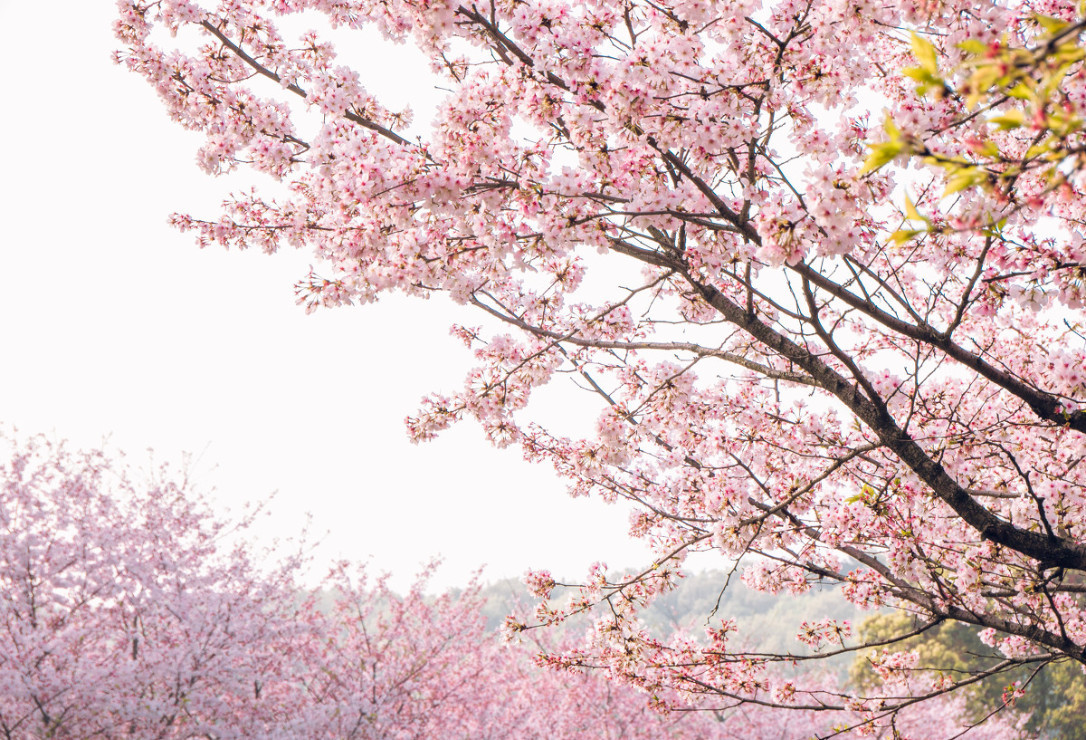 戴口罩的春节,戴口罩的冬天过去了