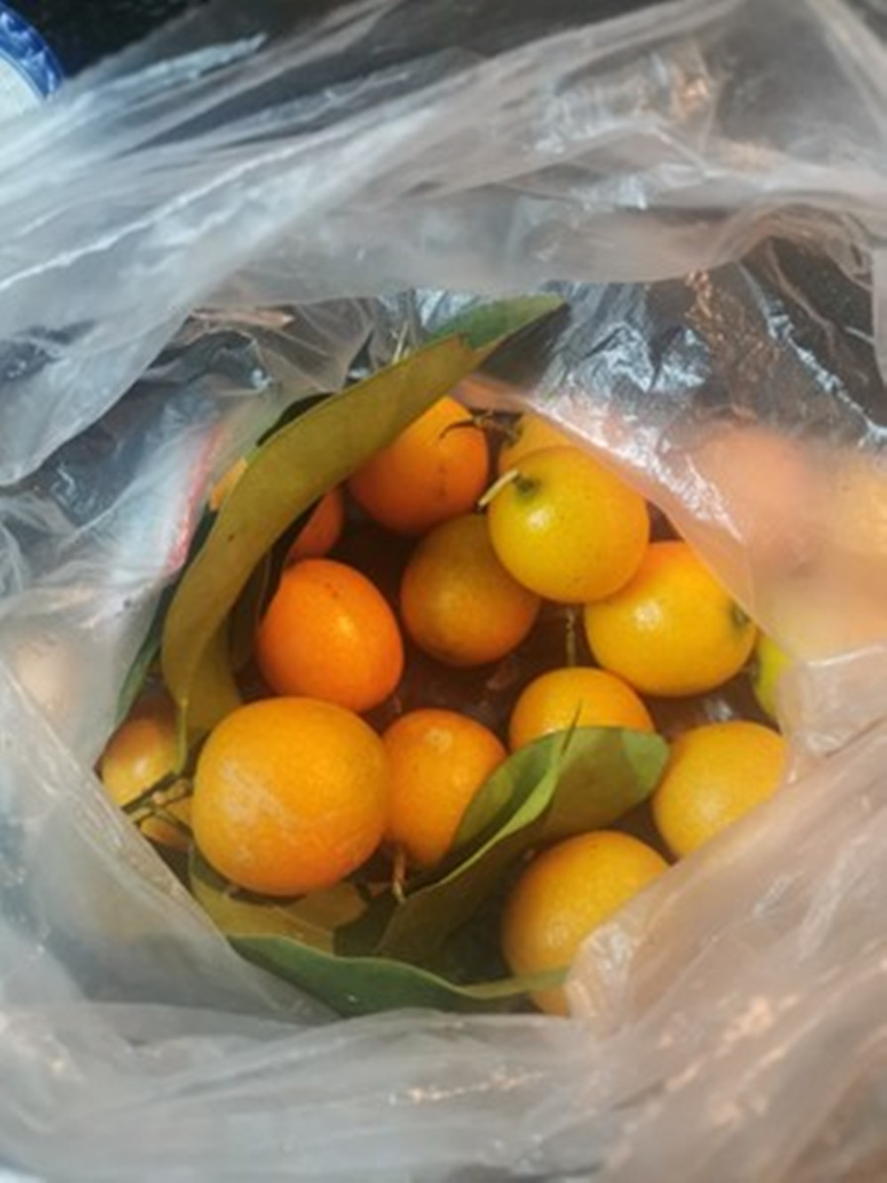 止咳冰糖金桔雪梨的做法,止咳金桔的做法大全