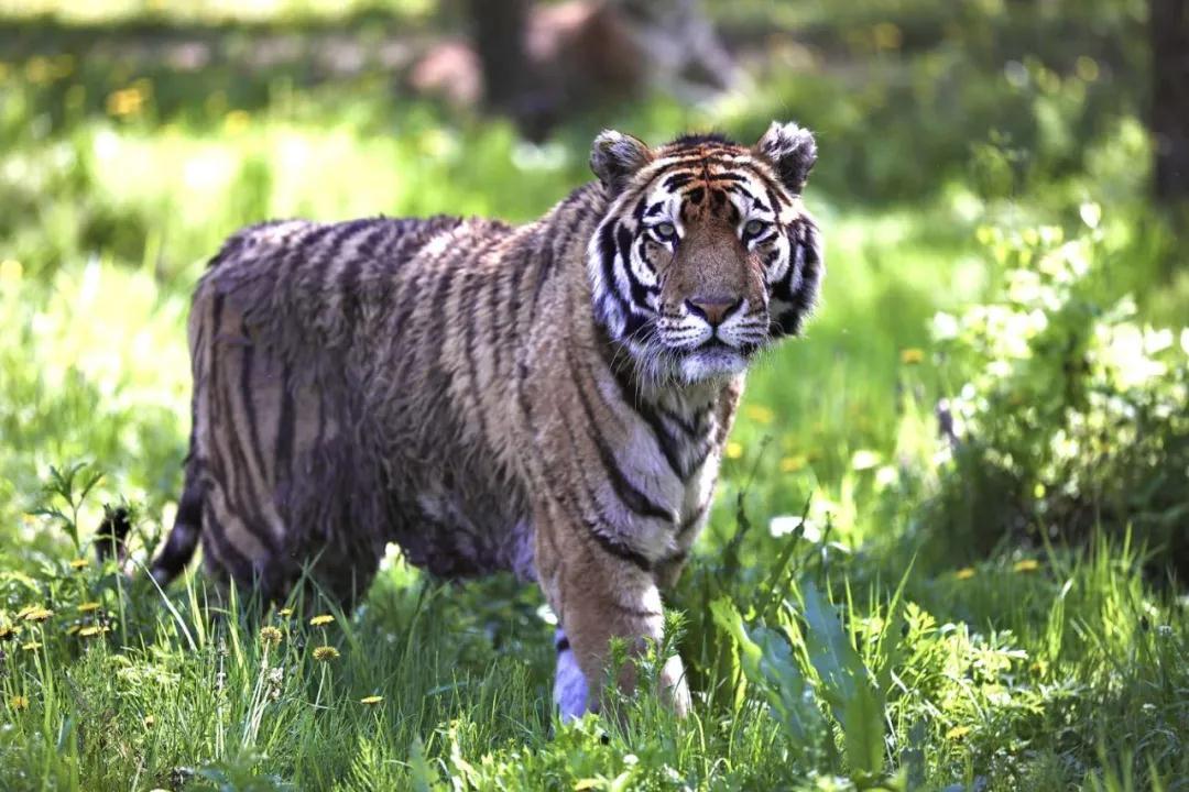 林业生态旅游科普,林草科普