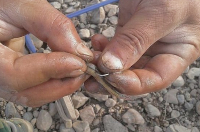 秋天黑鱼不咬怎么办,秋天天气凉了为什么钓鱼不好钓