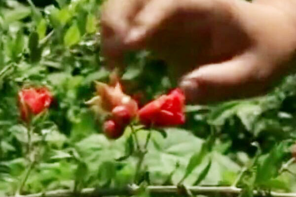 石榴刚坐果就落果是怎么回事,石榴落果