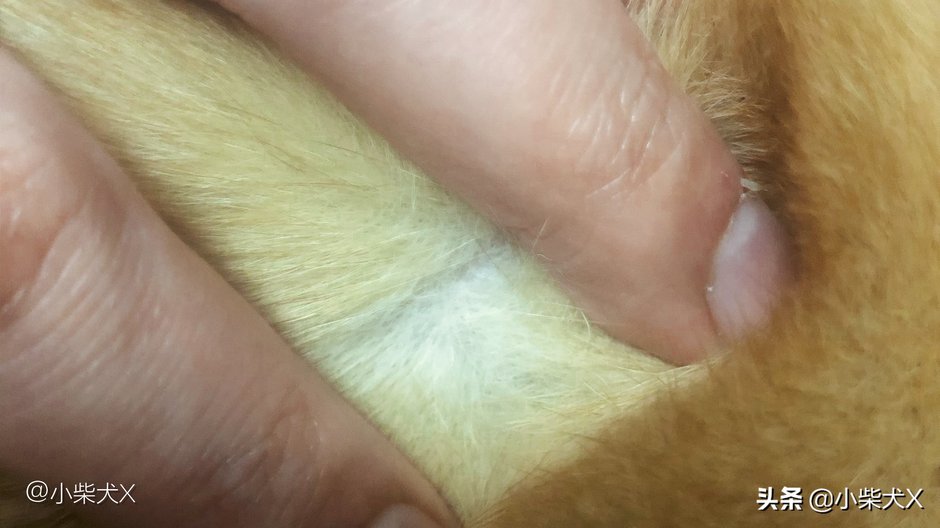 秋冬怎么护理狗狗的毛发,秋冬换季狗狗