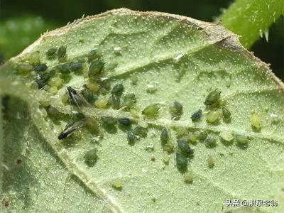 蔬菜有虫子不用农药怎样治,如何不用农药杀蔬菜上的虫