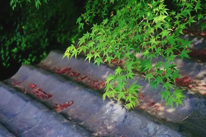 不一样的大阪三日游，瑠璃一束光，值得一来再来