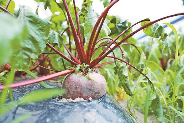 农村扶贫路上的火焰蓝,脱贫攻坚用爱点燃希望