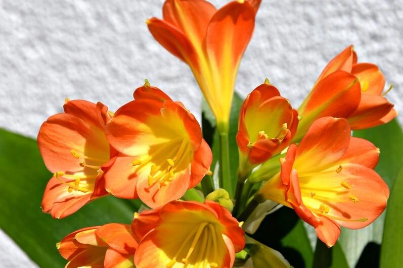 养君子兰掌握几个小技巧,大基座的君子兰是跟品种有关系吗