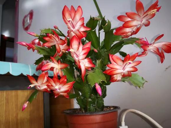 什么花最好养最耐阴,什么花最好种又耐阴