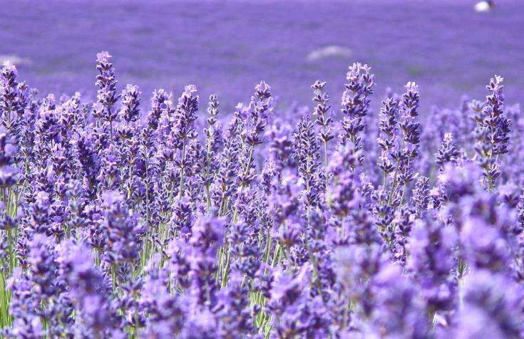 熏衣草新品种大全,薰衣草种植加工