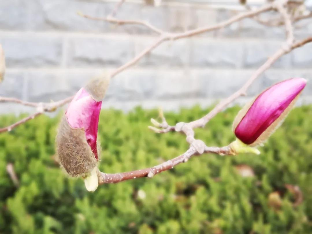 解读中药辛夷,走近中药介绍一款药茶或药酒