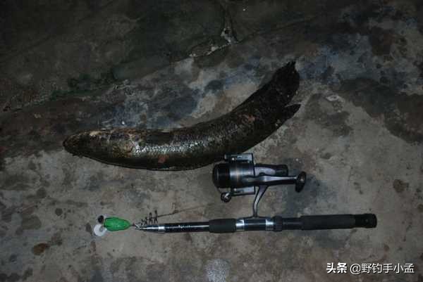 野河路亚钓黑鱼绝密技巧,藕塘路亚黑鱼的钓法和技术