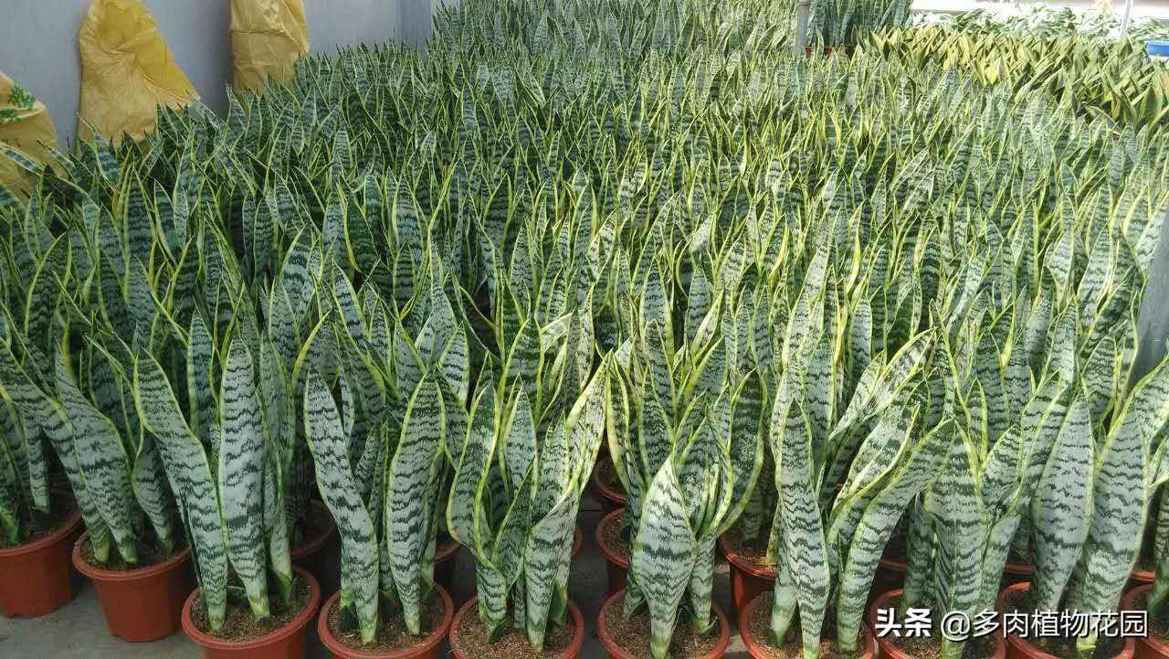 虎皮兰叶子有褶皱发软怎么办,虎皮兰叶子发软怎么补救