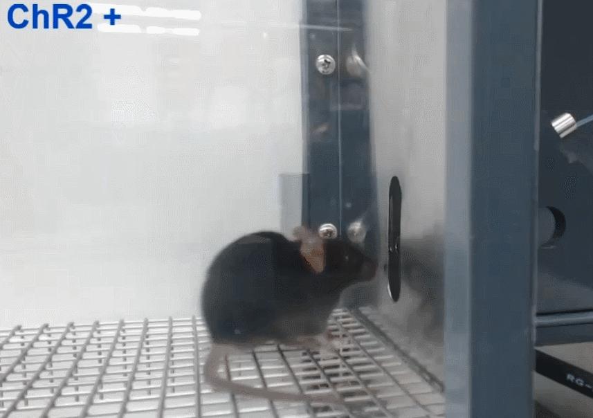 味觉系统对什么的检测比较灵敏,味觉识别方式