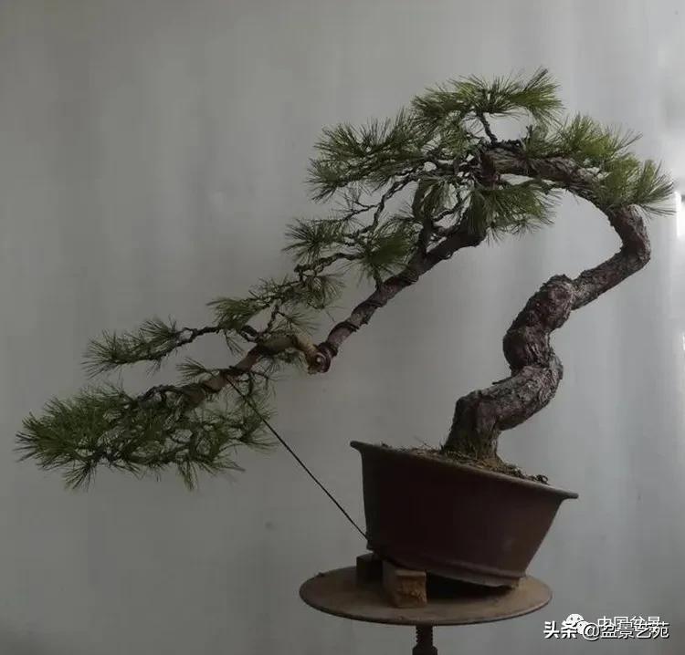 陈迪寅赤松盆景制作视频,陈迪寅作品