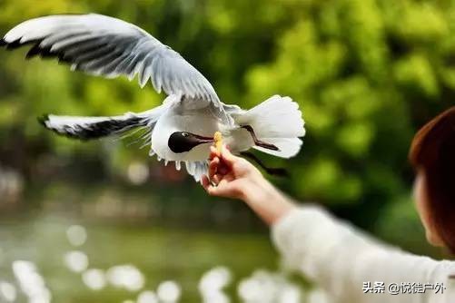 昆明自由行旅游攻略详细路线,昆明彩云之南旅游攻略