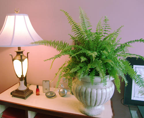 中国南方的蜈蚣草,野生地蜈蚣草