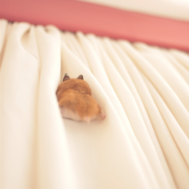 仓鼠长期躲角落怎么让它不再躲,刚到家的仓鼠要不要给它躲避屋