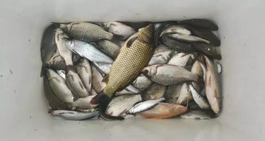 钓到8斤大鲫鱼,8斤以上野钓鱼视频