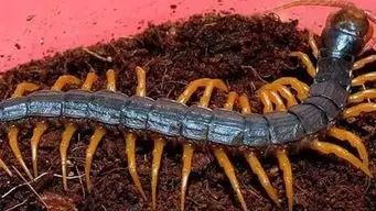 北方农业种植致富项目,农业种植致富项目有什么