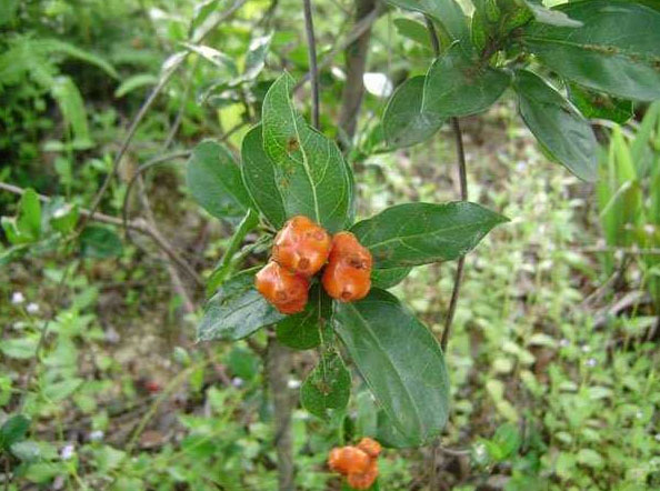 巴戟天生于山谷林下,巴戟天生长在哪些地区