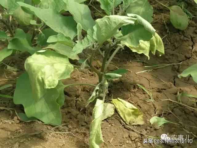 种茄子的六个步骤简短文字,种茄子的基本知识