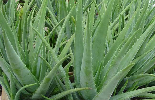 芦荟养殖方法怎么修剪,芦荟的叶子冻伤了需不需要修剪