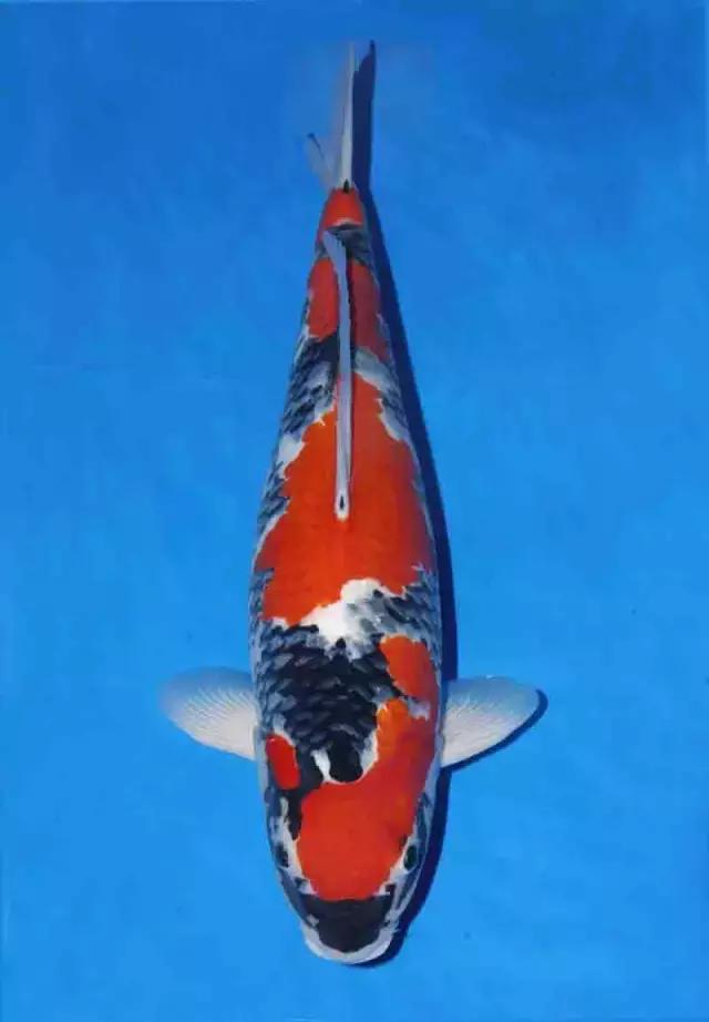 如何正确的治疗肠炎,肠炎的预防护理性知识有什么