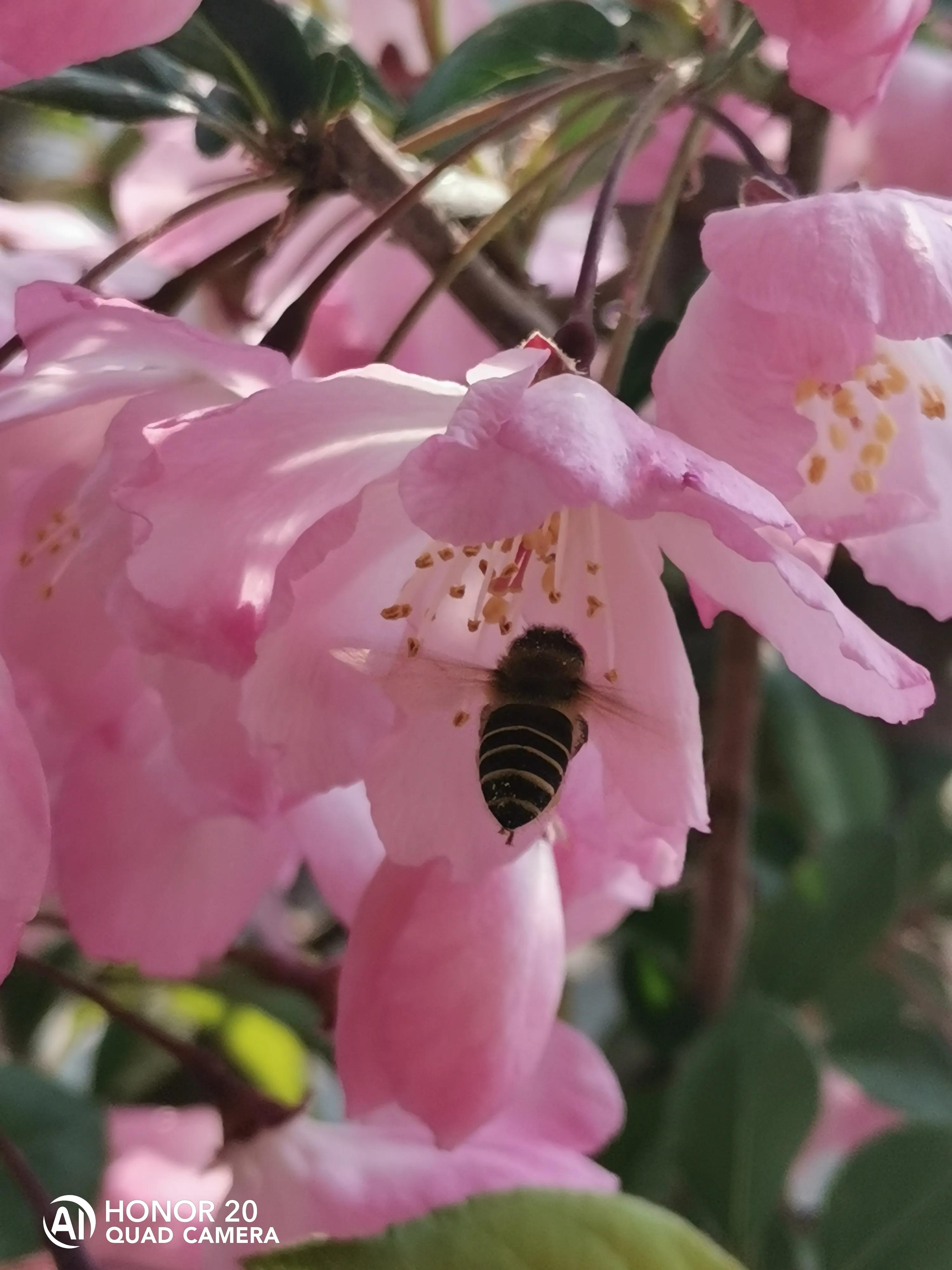 蝴蝶飞采花蜜,蝴蝶自由自在采花蜜