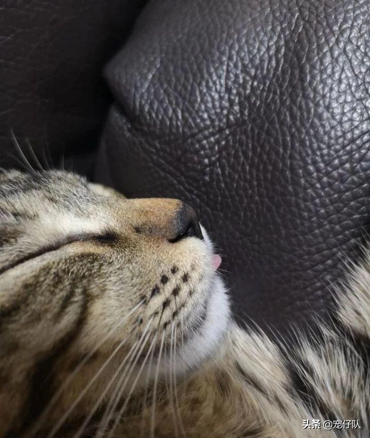 给可爱的小猫找靠谱的领养,给小动物找个家