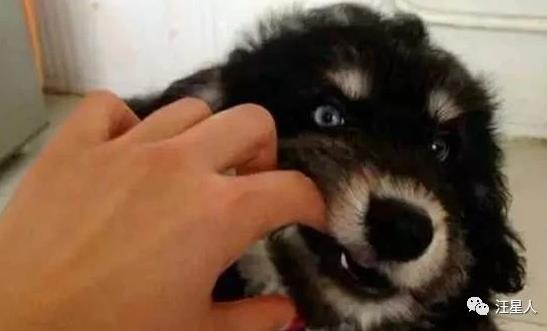 哈士奇和泰迪生的像雪纳瑞,泰迪和雪纳瑞串串小狗