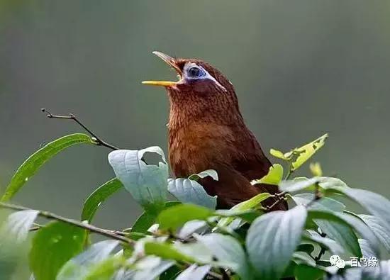 画眉鸟被压口有什么表现,画眉鸟被压口最快恢复