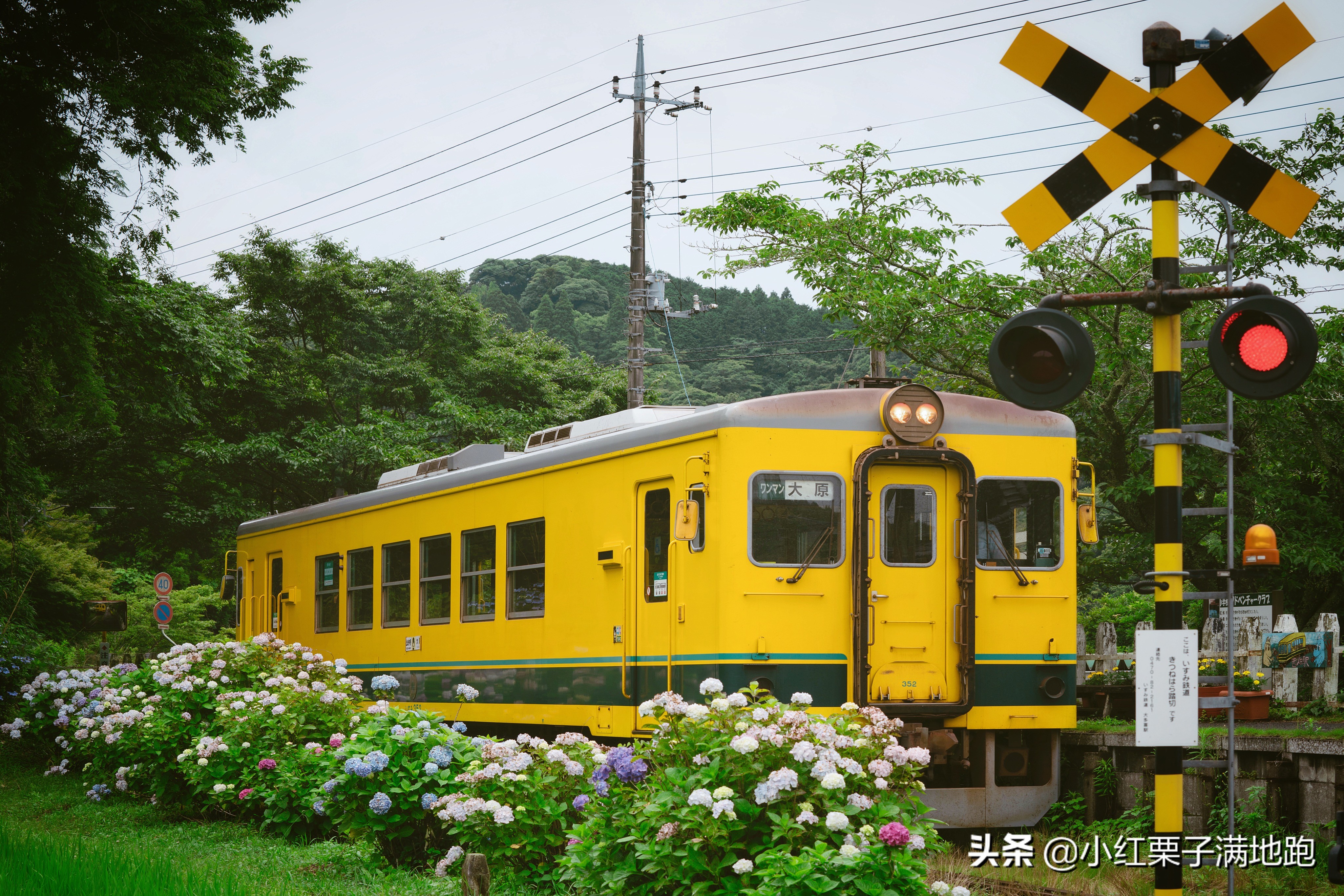 千叶县紫阳花开，如何一边体验火车之旅一边拍摄铁道风景？
