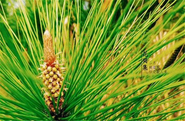 马尾松丰产栽培实用技术视频,马尾松树苗的栽培