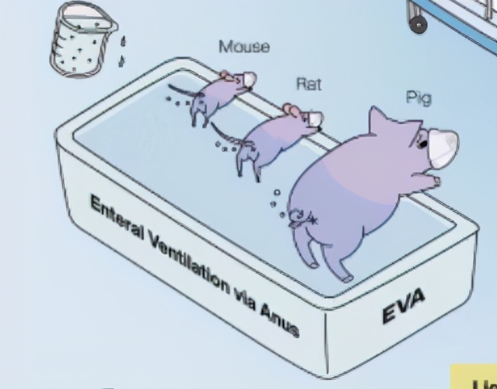日本称人类可用肛门呼吸，还能治疗新冠，网友：那想放屁怎么办？