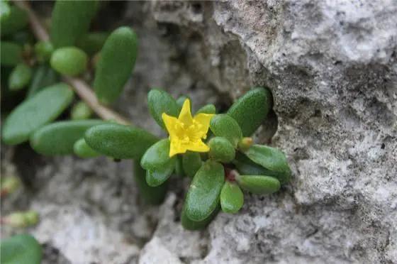 林草科普|多肉植物