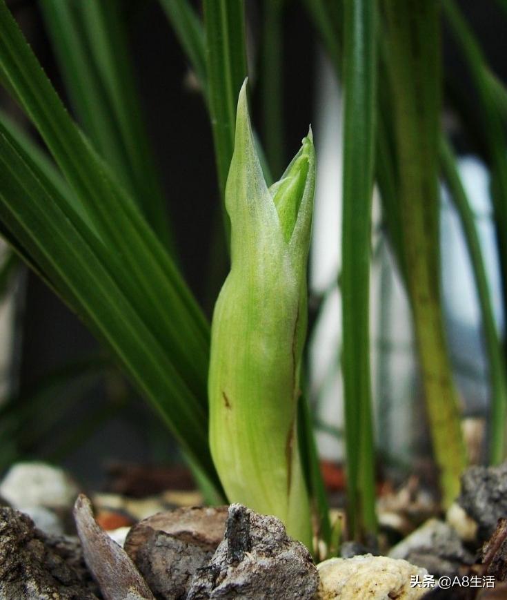 每日一品,蕙兰潘绿梅和庆华区别