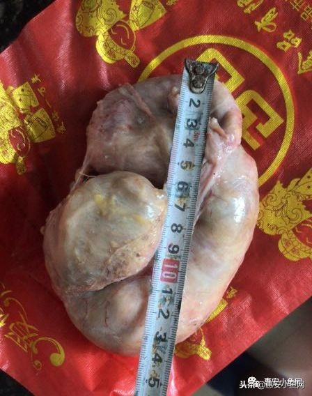 台商区|宰杀8斤老母鸡,肚内1斤“鸡宝”!能卖多少?