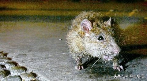 让老鼠钻洞,老鼠粘鼠板的正确方法