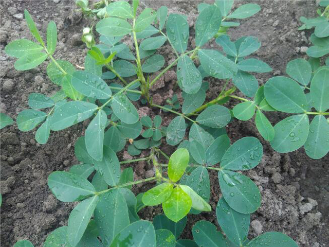 种花生会长什么虫,花生地里长的大白虫子怎么办